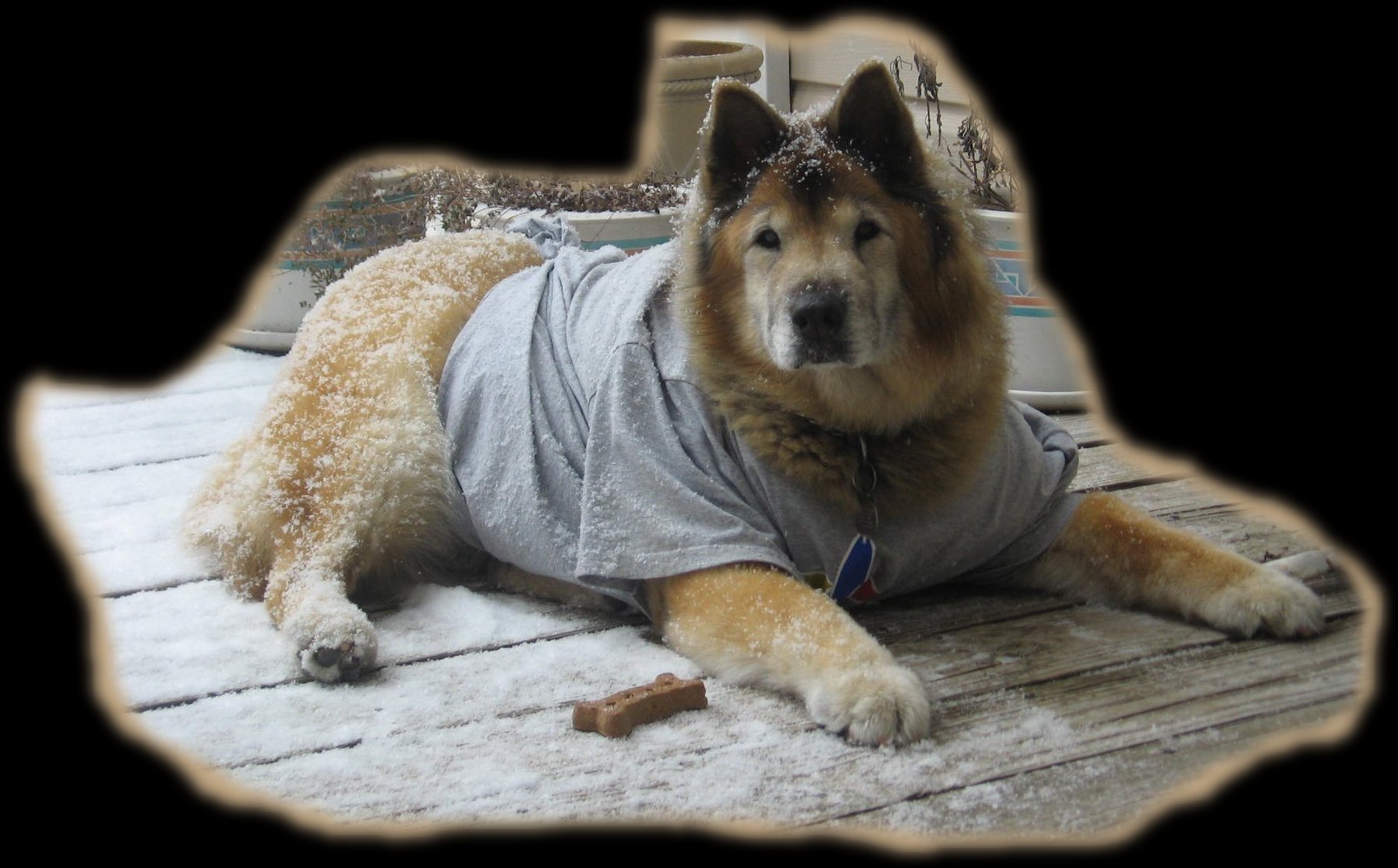 a photo of Allie on the porch while it is snowing