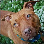 Readers’ Dog Photos