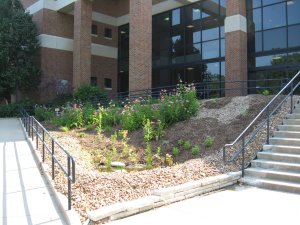 the new look for the CCB garden