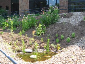 the new look for the CCB garden