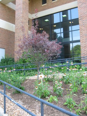 the new look for the CCB garden