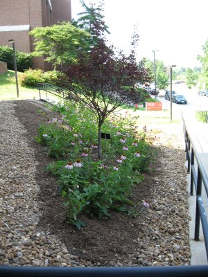 the new look for the CCB garden