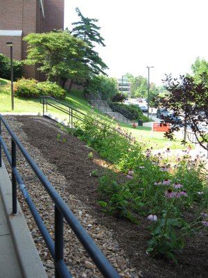 the new look for the CCB garden