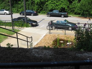 the new look for the CCB garden