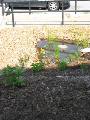 the new look for the CCB garden