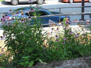 the new look for the CCB garden