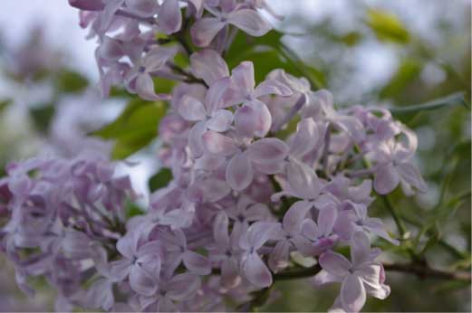 syringa sp