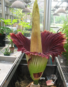 corpseflower