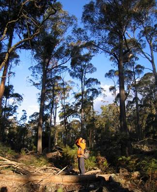 miller tasmanian forest