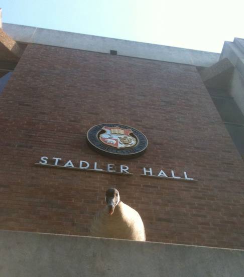 stadler hall