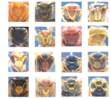 polistes-faces.png