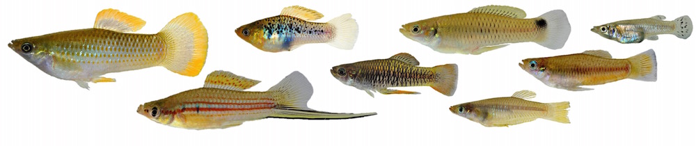 sampling of poeciliidae fishes