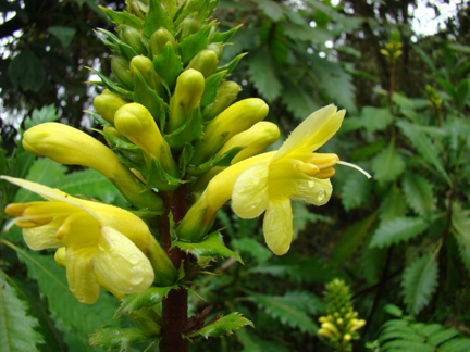 Aphelandra acanthus (Acanthaceae)