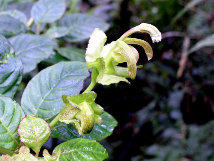 Burmeistera borjensis (Campanulaceae)
