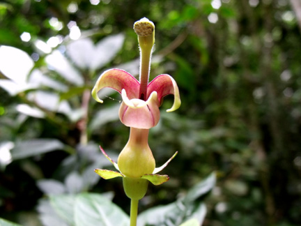 Burmeistera glabrata (Campanulaceae)