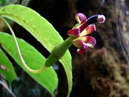 Burmeistera sodiroana (Campanulaceae)