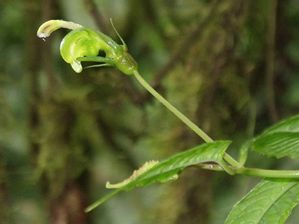 Burmeistera truncata (Campanulaceae)