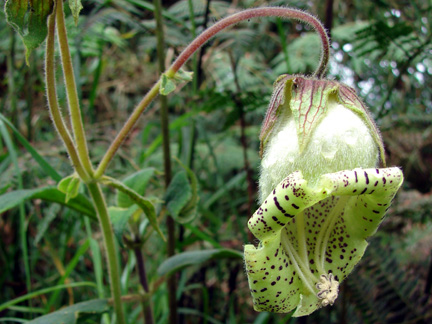 Capanea grandiflora (Gesneriaceae)