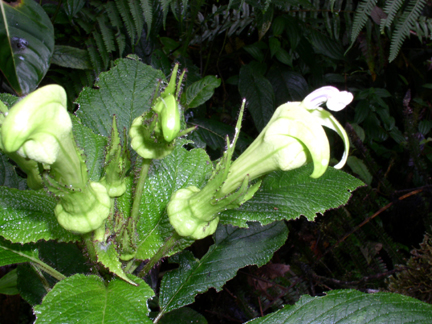 Centropogon nigricans (Campanulaceae)