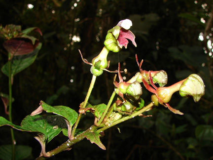 Burmeistera ceratocarpa (Campanulaceae)