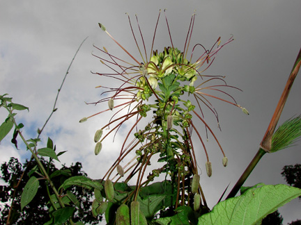 Cleome anamola (Capparaceae)