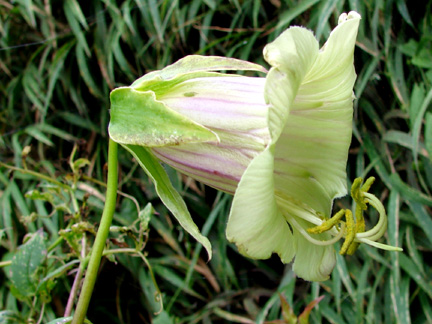 Cobaea trianae (Polemoniaceae)