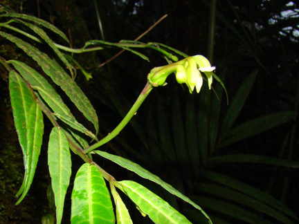 Burmeistera cylindrocarpa (Campanulaceae)