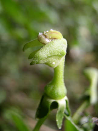 Burmeistera lutosa (Campanulaceae)