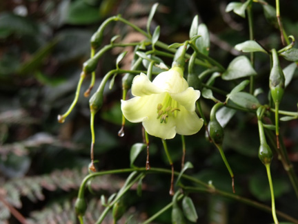 Macrocarpea harlingii