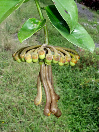 Marcgravia sp. "long" (Marcgraviaceae)