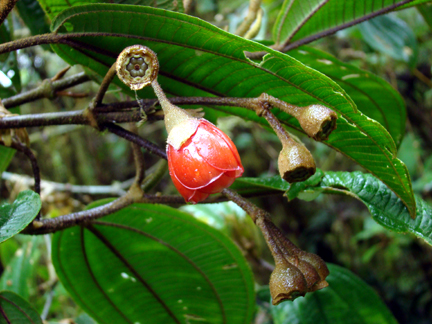 Meriania tomentosa (Melastomataceae)