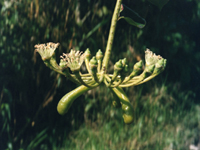 Marcgravia sp. "medium" (Marcgraviaceae)