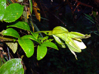 Passiflora sp. (Passifloraceae)