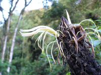 Pitcairnia fusca (Bromeliaceae)