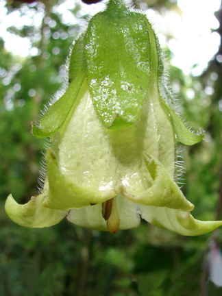 Trianaea sp. (Solanaceae)