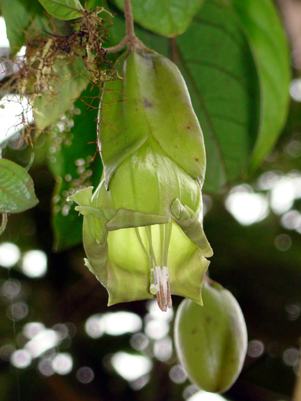 Trianaea nobilis (Solanaceae)
