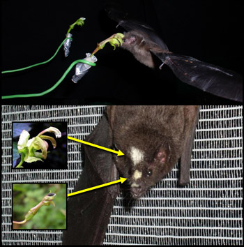 Floral character displacement in pollen placement: pollen transfer experiments (top) and bat with pollen from by two different Burmeistera species (bottom)