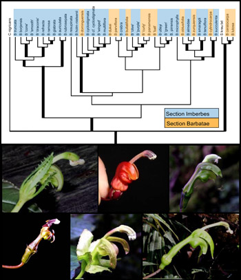 Preliminary phylogenetic hypothesis for Burmeistera (top) and a sampling of floral diversity across the genus (bottom)