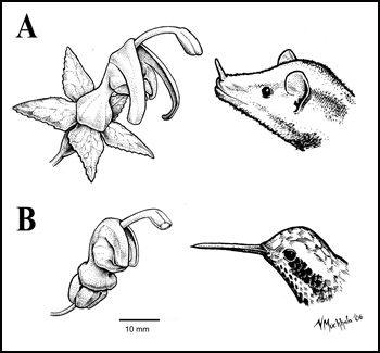 Burmeistera borjensis flower with Anoura geoffroyi (A) and B. rubrosepala with Adelomyia melanogenys (B)