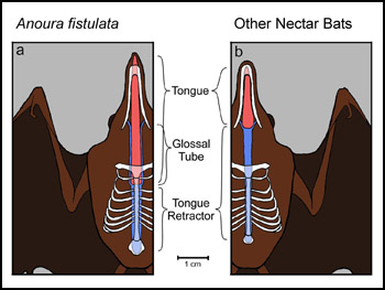 Comparison of the tongue morphology of A. fistulata and a typical glossophagine nectar bat