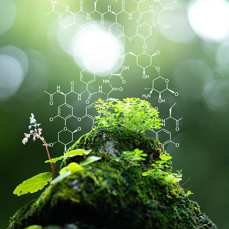 Illustration of greenery on a mossy rock with chemical structures overlaying, symbolizing the connection between nature and chemistry.