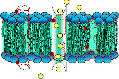 gokel_website_update003002.gif