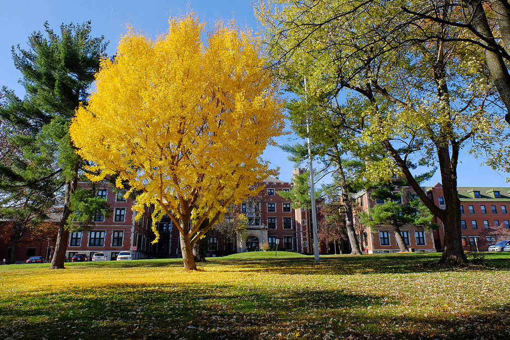 golden autumn tree on South Campus 
