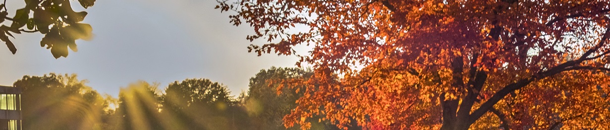 Fall Trees with sunrays 