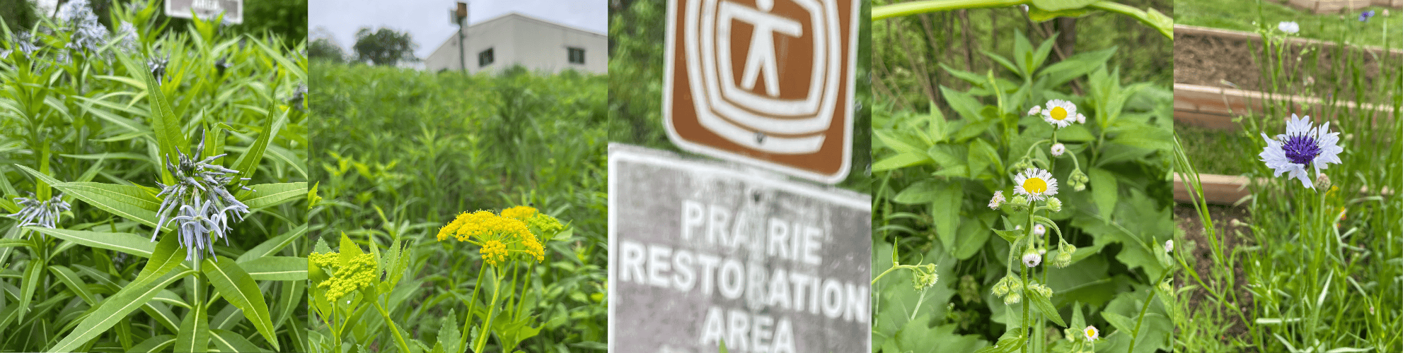 Graphic detailing the many benefits of growing Native Plants, such as: carbon capture, pollinator support, biodiversity, sustainable food, etc.