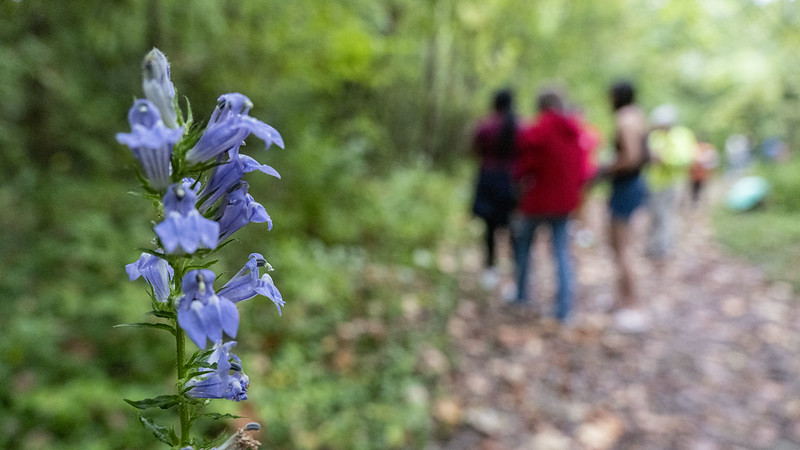 Focused picture on flower with volunteers in the background