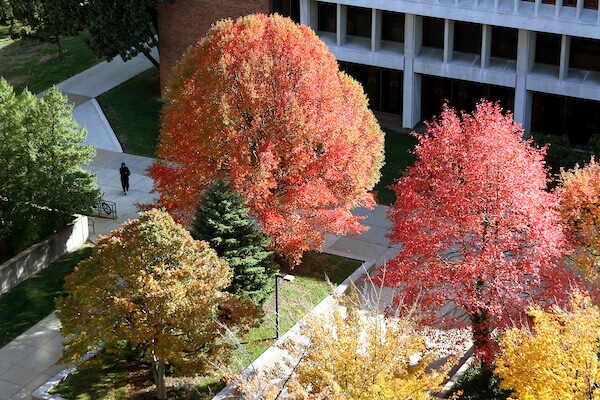 fall trees by the library