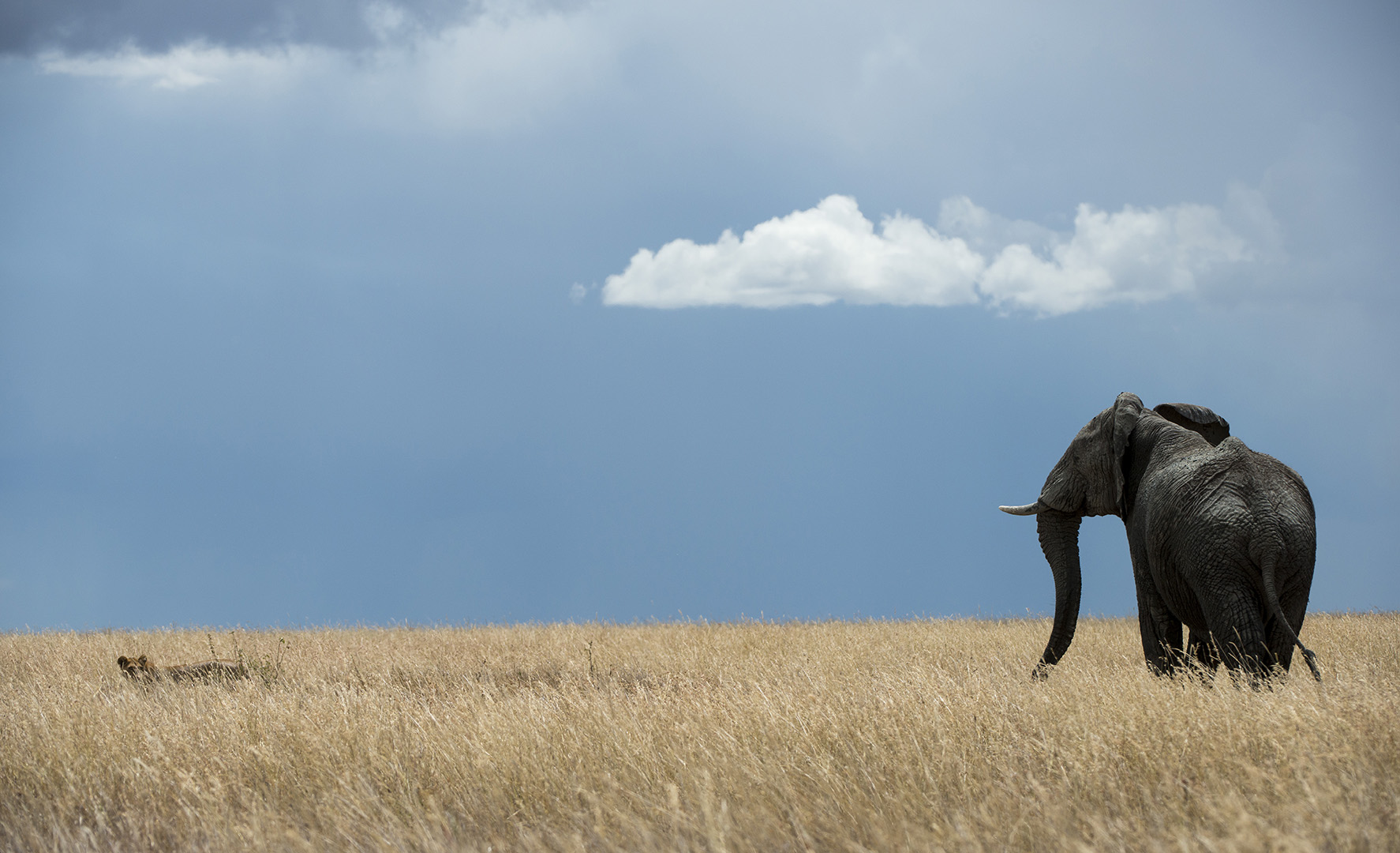 Elephant and lion walk in the Serengeti