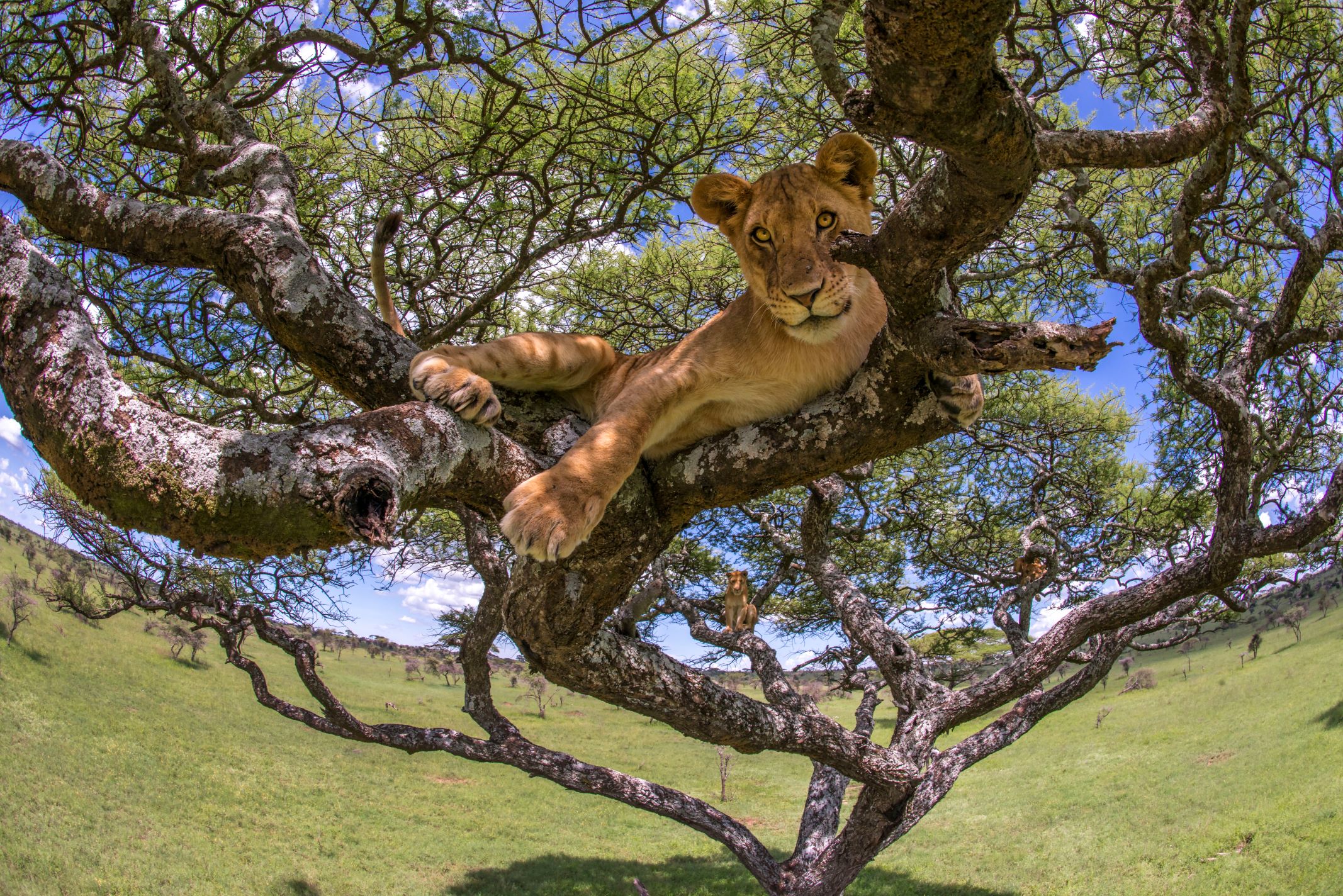 female lion lays across branches in a tree
