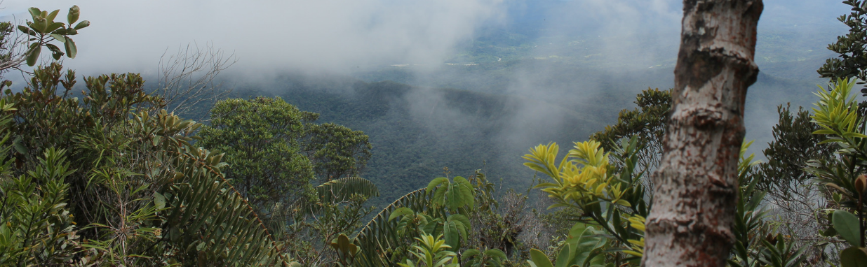 foggy view over a forest